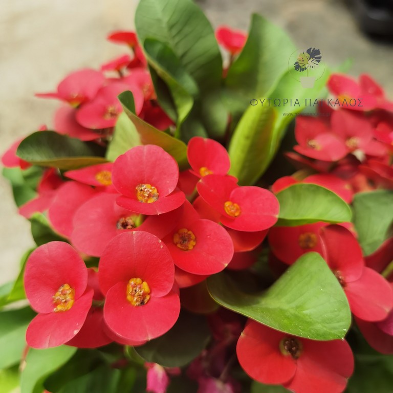 Αγκάθι του Χριστού (Euphorbia sp) - 3